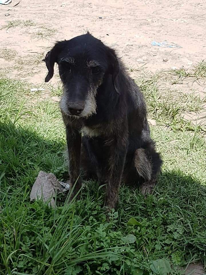 mebolcomba's tweet photo. Mañana hay que pagar pensionado de Fresco🐕
El vieji que rescatamos con ehrlichia y la oreja agusanada
$2000😖¿Una pata?🙏

$100 https://t.co/iaWZku8DQ6
$200 https://t.co/ArTu3wLbZn
$300 https://t.co/aOWPfJxGHh
$400 https://t.co/ahfhyCRjh9
$500 https://t.co/I9JFhte7dI

Gracias❤ https://t.co/8XfFl6LoDQ