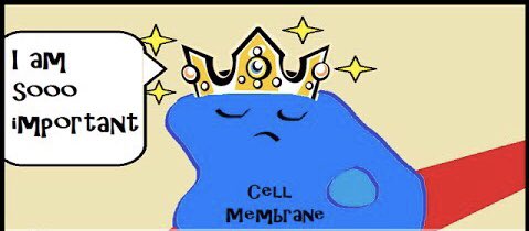 cell_meme_brain's tweet photo. For those who don’t know, I am the Cell Membrane. I protect the organelles on the inside from the horrors of the outside. I reject the evil virus’s and except those who give benefit. https://t.co/bCCgMCryYi