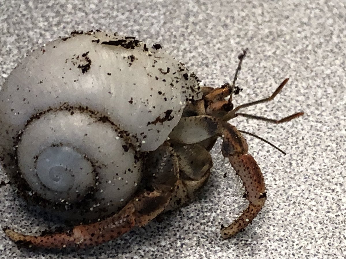 KiserClass's tweet image. Meet MILLY - This little lady is as curious as they come. She enjoys meeting new people and exploring her habitat. #WeAreMidview #Crabitats #ObservingCHANGE #BeResponsible