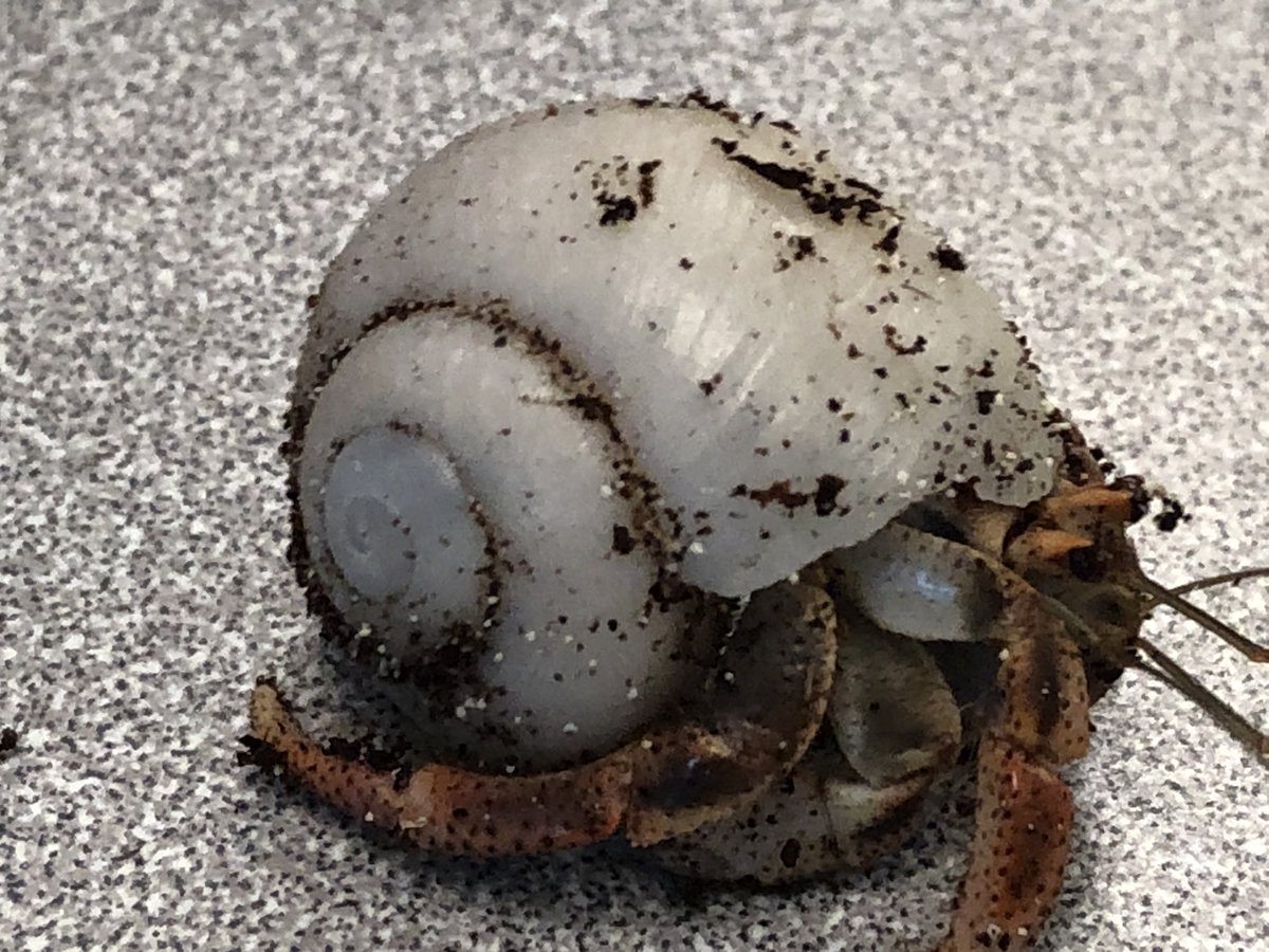 KiserClass's tweet image. Meet MILLY - This little lady is as curious as they come. She enjoys meeting new people and exploring her habitat. #WeAreMidview #Crabitats #ObservingCHANGE #BeResponsible