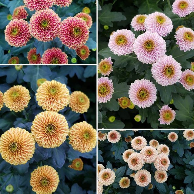 Фотографии не требующие ни каких комментариев, сорта #dekkerchrysanten прекрасны, вы можете их заказывать у нас в #enigmaflowersholland #Dekker #EnigmaFlowers #enigmaflorist #enigmaflowerskenya #enigmaflowersnew #enigmaflowersisrael