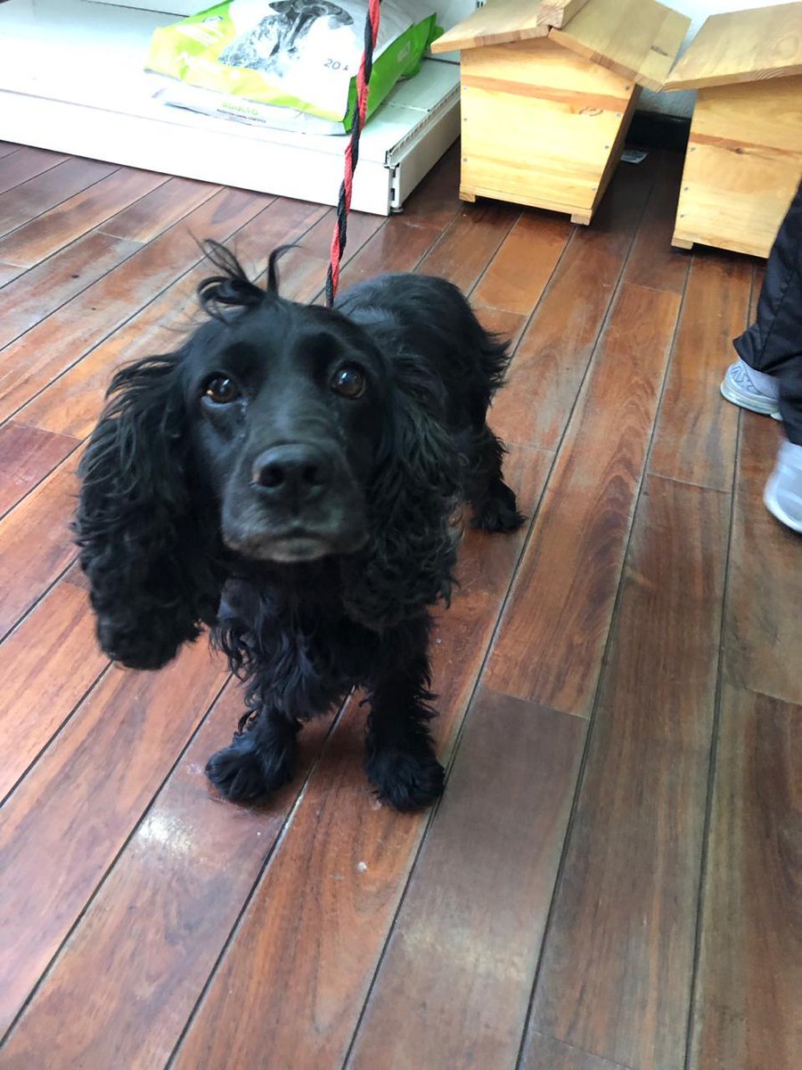 LaBreton's tweet photo. #Puebla
Una vecina encontró a este perrito por Zavaleta. Favor de compartir para encontrar al dueño, quien debería de ponerle ID para que no se le vuelva a perder! Favor de RT https://t.co/njyrtvPlb3