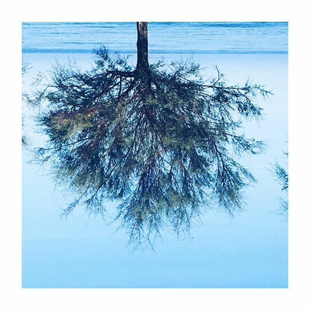 Daydreamerdiary's tweet photo. Pendant tree ๐
#septemberlandscape #aseasonalyear #hossegorbeach #surfparadise #upsidedown #newangle #suspensions #naturearoundme #naturephotograpy #bluemind #treebeauty #bytheocean #thedaydreamerdiary #lovingnature #treeoftheday https://t.co/Y1V6MZaw8W https://t.co/L6o3cQwbEM
