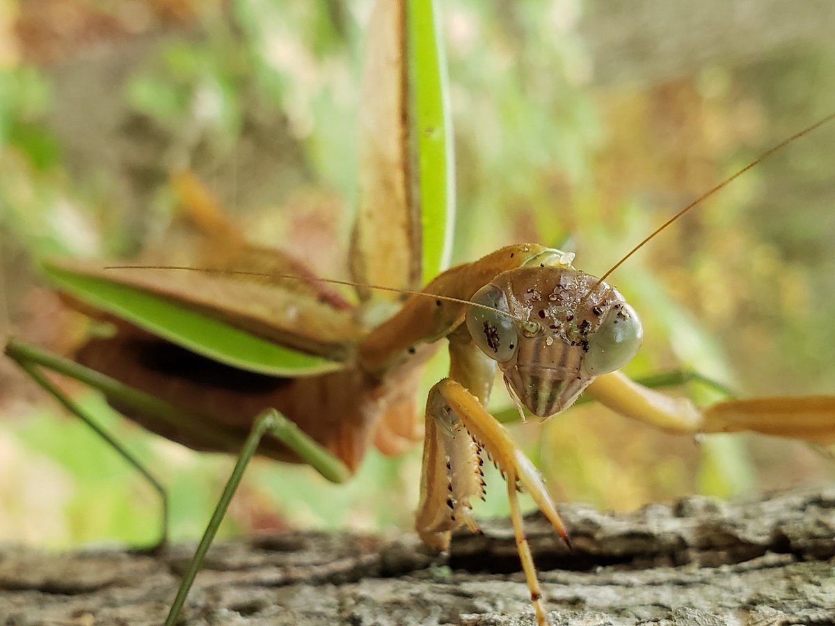 SexyUncleDave's tweet image. #bugchasing