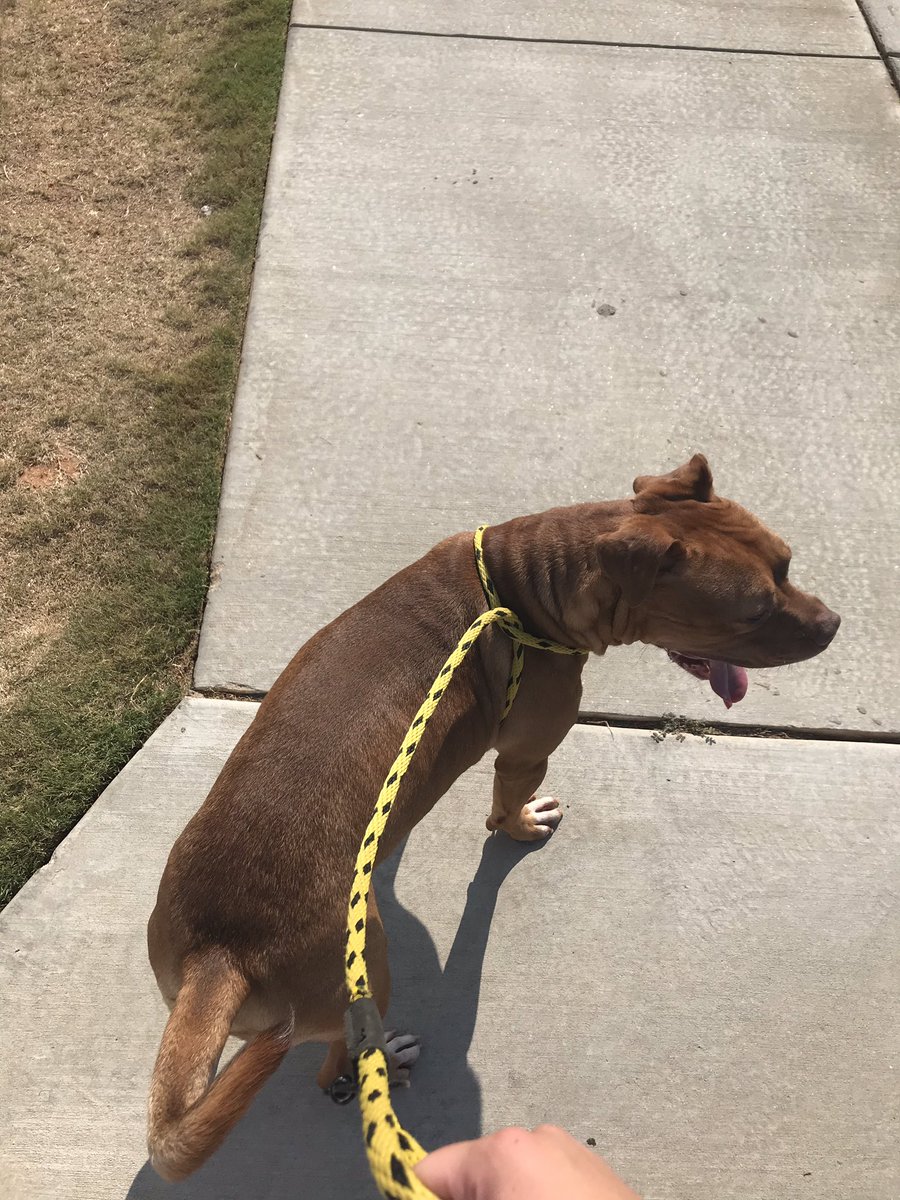 Thank you <a href="/lifelineanimal/">LifeLine Animal Project</a> for having us volunteer today! I loved meeting and walking the dogs and filling out their report cards! <a href="/kelly_mayhall/">Kelly Mayhall</a> #homedepotstoreopsvoa