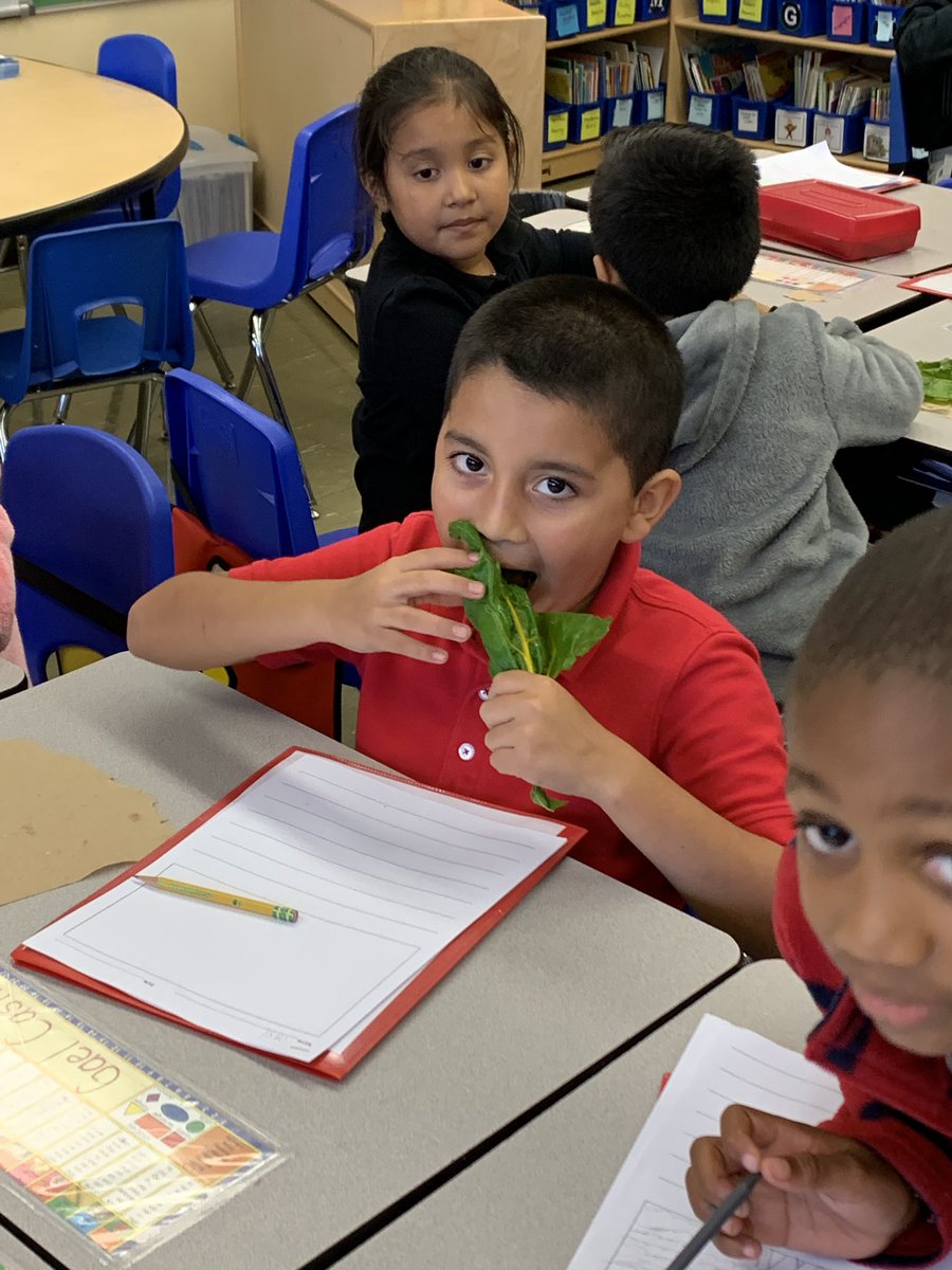 Kelly Hogan (@mshogan_rbps) on Twitter photo Did somebody say Swiss Chard?! 🐰🥬 we love our Fresh Fruits and Vegetables #FFVatRBPS <a href="/SicklesMarket/">Sickles Market</a> <a href="/JerseyFreshNJDA/">Jersey Fresh</a> <a href="/RedBankSup/">Dr. Jared Rumage</a> @Nursecathyr Did somebody say Swiss Chard?! 🐰🥬 we love our Fresh Fruits and Vegetables #FFVatRBPS <a href="/SicklesMarket/">Sickles Market</a> <a href="/JerseyFreshNJDA/">Jersey Fresh</a> <a href="/RedBankSup/">Dr. Jared Rumage</a> @Nursecathyr