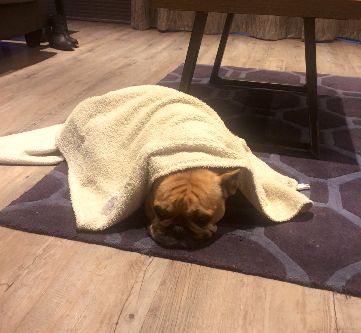 RandallFrenchie's tweet image. Well, winter is here. If anyone needs me I’ll be under a blanket! #Chilly #randallthefrenchie #doggo #autumn2019 #Frenchie