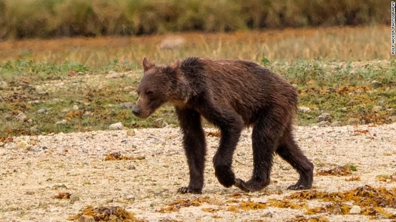 UberFacts's tweet photo. Canadian photographer Rolf Hicker captured this image of a grizzly bear, emaciated due to the depleted salmon population.

Hibernation is quickly approaching, and commercial fishermen in British Columbia have said this was the worst salmon season they've seen in almost 50 years. https://t.co/83R5Ld7leg