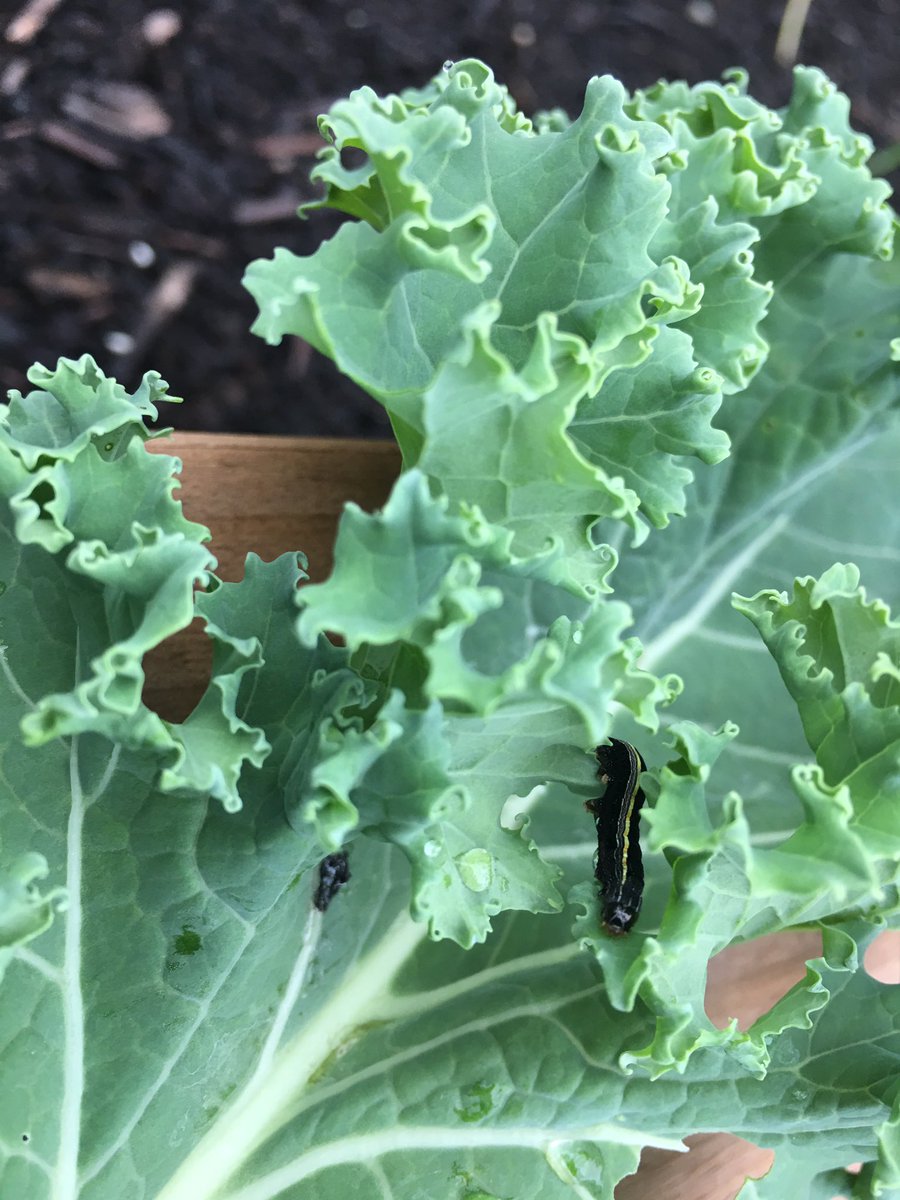 DigitalXDruid's tweet photo. @WiBugGuy folks in the hospital garden are curious about this critter. ID please? 😃 https://t.co/ah8FVqg5Be