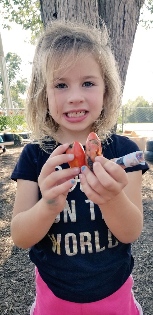 GarrisonRoad's tweet photo. Comparing produce from the garden: "Look! This tomato is bigger than this one."-H.M "What kind of big?"-M.B "It's taller!"-H.M #meaurement @GRDGreyhounds @mallorymilton @jennywrenabc @RiceJanice https://t.co/uKWZxmhH2C