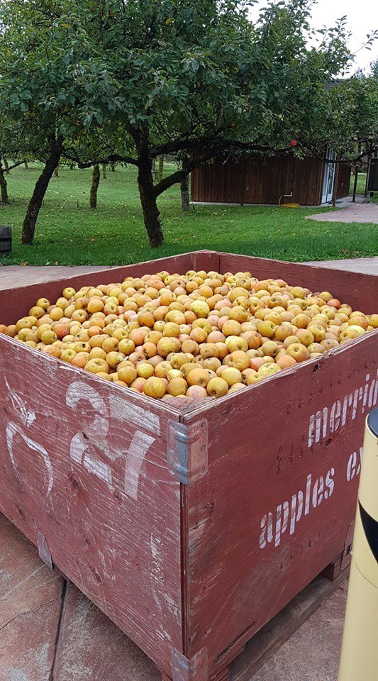 We are pressing! This is the beginning of the next vintage of Merridale ciders. The pomace after pressing is almost dry to the touch, as our press extracts over 90% of the juice from the apples. We only use the first (and only) pressing in our craft ciders. 🍎

#MerridaleMakes