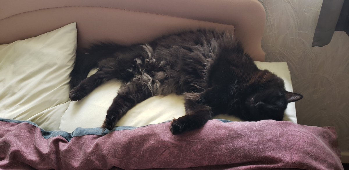 petmovers's tweet photo. Jet lag is real! 😆 Meet "Sampson" Resting up after his trip to the #UnitedKingdom with @British_Airways Have fun exploring your new home when you wake up, handsome!🐱 @petshipexperts @BethHendryba #Petmovers #OurClientsHaveFur #BestJobEver https://t.co/IZQu53NliA
