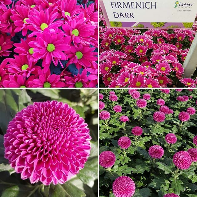 Продолжаем публикацию  сортов хризантемы от  компании #dekkerchrysanten которые вы сможете заказывать у нас в компании #enigmaflowersholland  #Dekker начиная с понедельника 7.10 вы можете размещать бронь у наших менеджеров на покупки #хризантемы на #8марта #enigmaflowersisra…