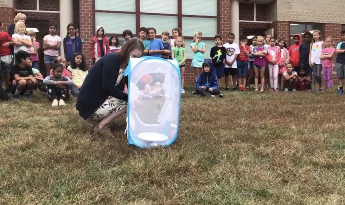 TRESThirdGrade's tweet photo. Released 3 more beautiful monarchs today! What a great way to celebrate the end of our first science unit about Life Cycles and Traits! https://t.co/uVA3VXSTqF