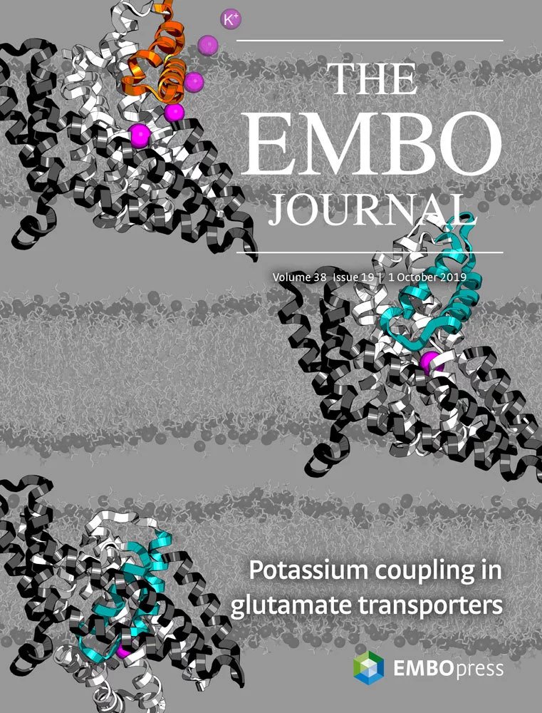 Protein Data Bank (@pdbeurope) on Twitter photo MD simulations and electrophysiology shed light on the action of glutamate transporters.
#structuresonthecover of <a href="/embojournal/">The EMBO Journal</a> based on P. horikoshii glutamate transporter homolog structure (and others)
ebi.ac.uk/pdbe/pdbe-kb/p… MD simulations and electrophysiology shed light on the action of glutamate transporters.
#structuresonthecover of <a href="/embojournal/">The EMBO Journal</a> based on P. horikoshii glutamate transporter homolog structure (and others)
ebi.ac.uk/pdbe/pdbe-kb/p…