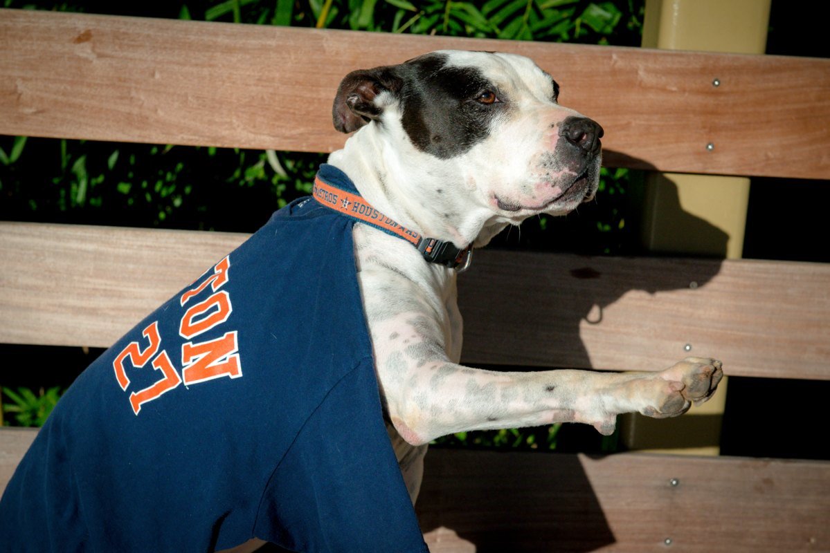 Houston Zoo on X: FRIDAY AND SATURDAY ONLY Help us celebrate the @astros  as they kick off their postseason run! Wear your Astros gear to the Zoo and  get $3 off your