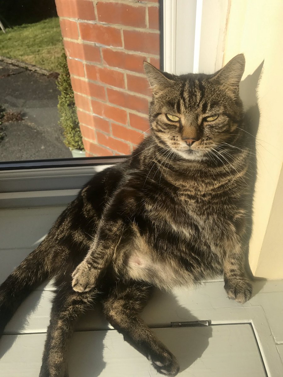 bruce_hockin's tweet photo. @Yirrelli @SqueakyKitt Looks like a healthy version of my fat boy Merlin https://t.co/sA3WnUBVFD