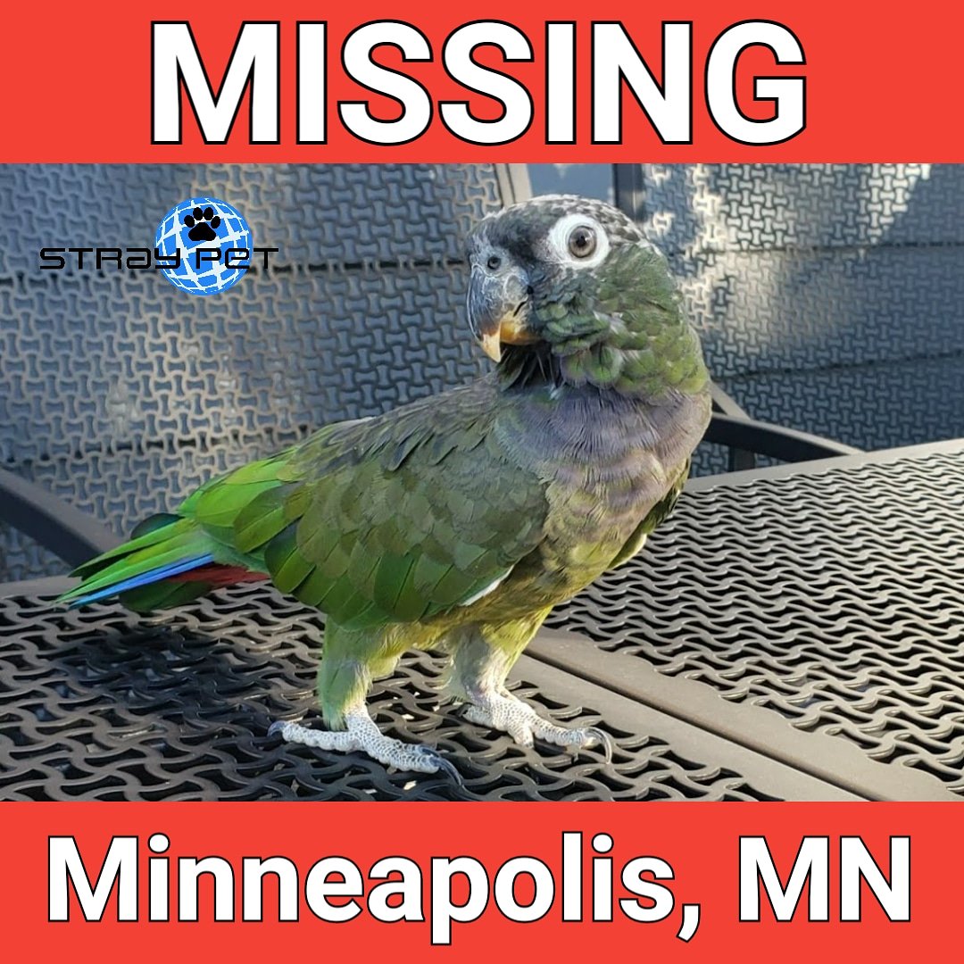 StraypetM's tweet image. Stray Pet Alert - Missing Parrot named Max (Minneapolis, MN 55407) #lostpet55407 #straypet #petalert #minneapolis

straypet.net/stray-pet-aler…