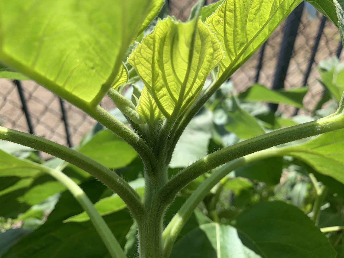 ArawnDraco's tweet photo. Anyone ever seen a sunflower look like this??? Kinda looks like the #TuesdayThoughts #tuesdayvibes #China #Lorenzo #HereForMinhee #swfc #TongueOutTuesday #inktober #Garden #farmersmarket https://t.co/gSsFxtFs6X