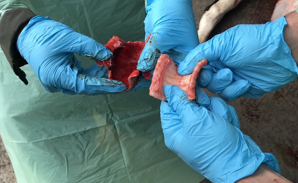 tommythevet's tweet photo. Fascinating day doing PMs with Colin Lindsey and Hipra
Two tracheas windpipes from fallen animals
The right normal trachea
The one on left hyperemic inflamed necrotic lesions (symptoms of IBR)

Real value in PCR lungs @farmlabvet full report @farmersjournal 
Value #diagnostics https://t.co/KPulI7AUzd