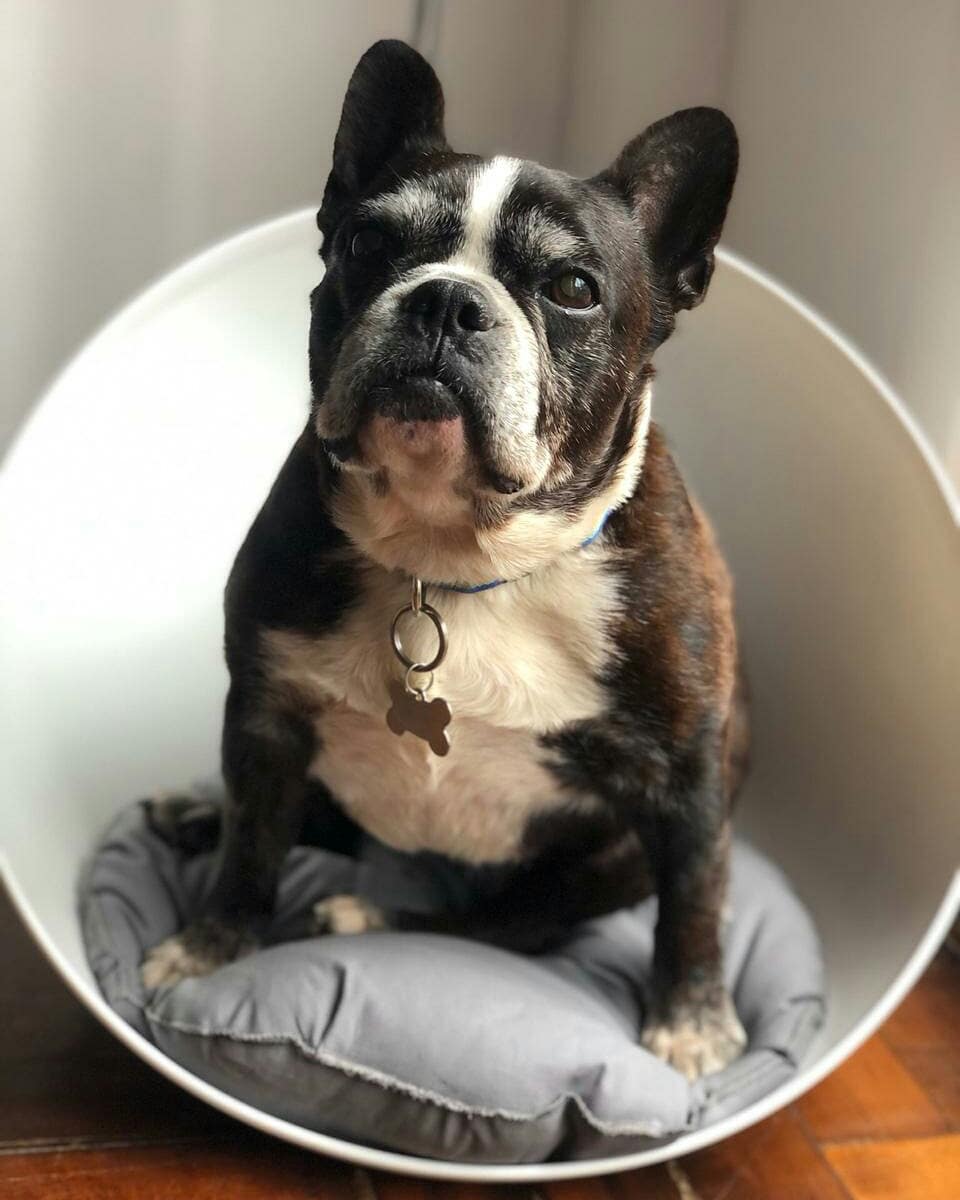 Arquipets tweet media