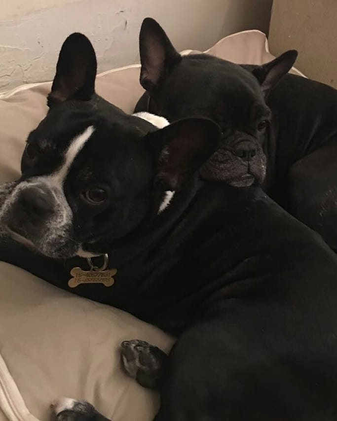 Arquipets tweet media