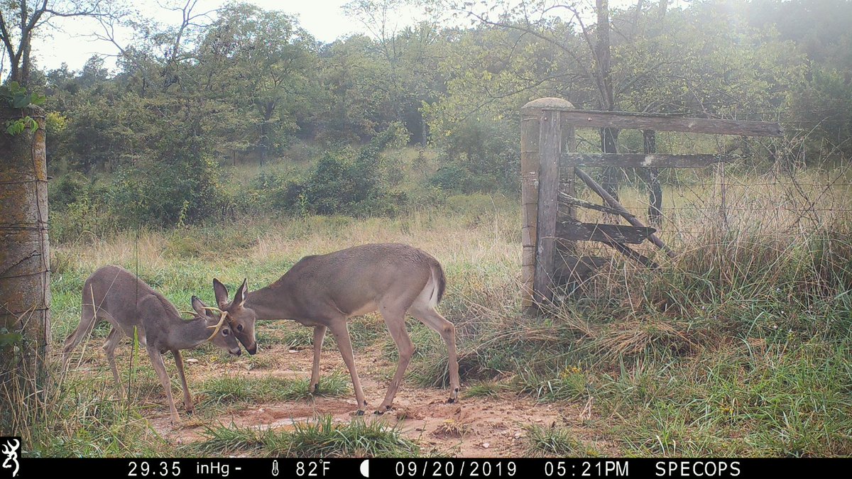 The boys are starting to get a little feisty!

#TrailcamTuesday #browningcameras #youvegottoseethis #trophyrock #rockthehunt #redmonthunt #four65 #browning #trailcameras #deerseason #velvetbucks #hunting