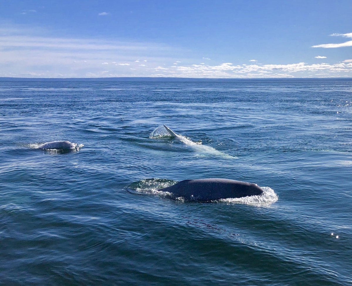 GretaThunberg's tweet photo. Visiting the Marine Mammal Interpretation Centre in beautiful Tadoussac, Québec, and watching whales - especially belugas! Thank you for your hospitality and the work you do! https://t.co/HKuES7qnjv