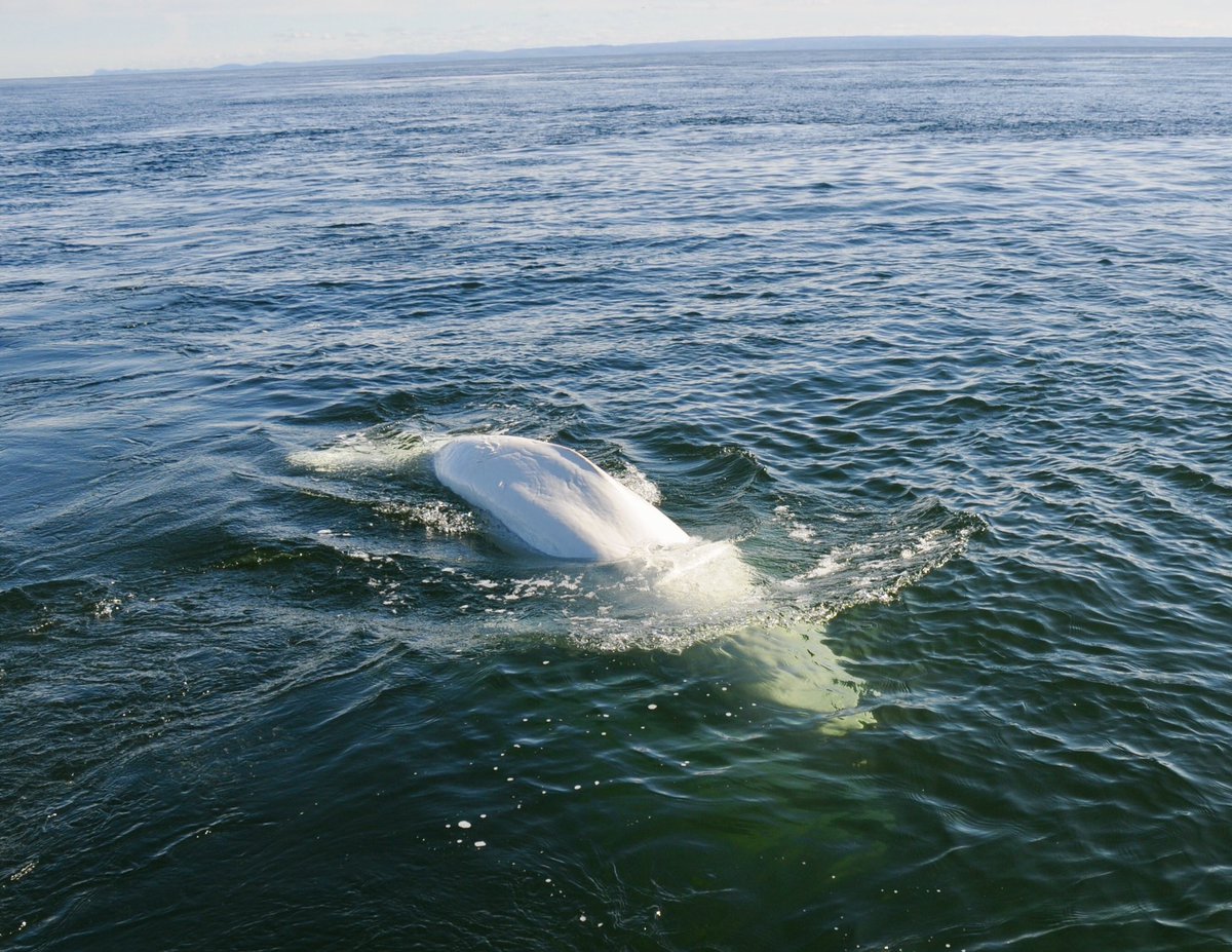 GretaThunberg's tweet photo. Visiting the Marine Mammal Interpretation Centre in beautiful Tadoussac, Québec, and watching whales - especially belugas! Thank you for your hospitality and the work you do! https://t.co/HKuES7qnjv
