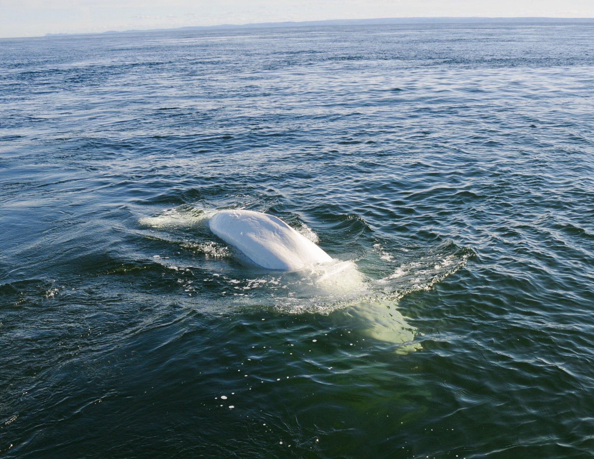 Andréanne Morin (morin_andreanne) / Twitter