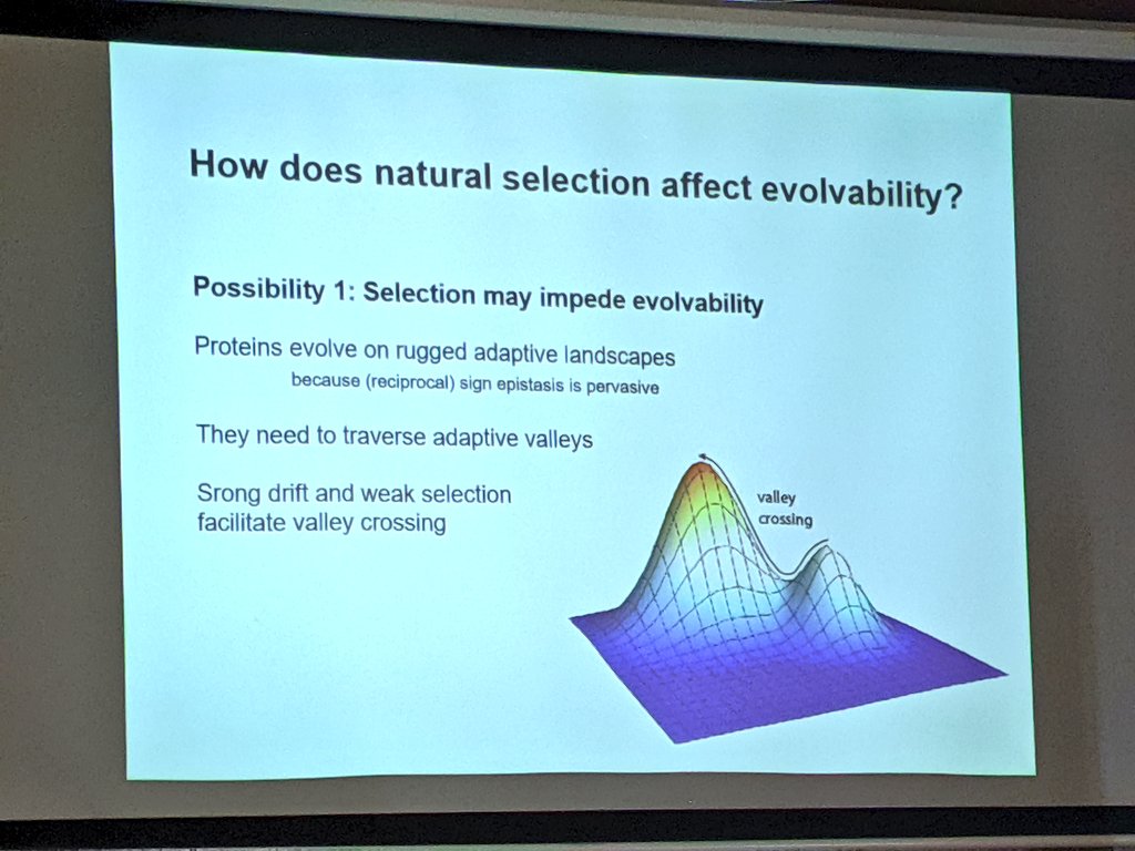 sfiscience's tweet image. What are the effects of selection on #evolvability? Does robustness lead to reservoirs of neutral genetic mutations that prepare an organism to adapt to new environments?

Today at SFI, External Professor @WagnerEvolution of @UZH_en on adaptive landscapes:
santafe.edu/events/evolvab…