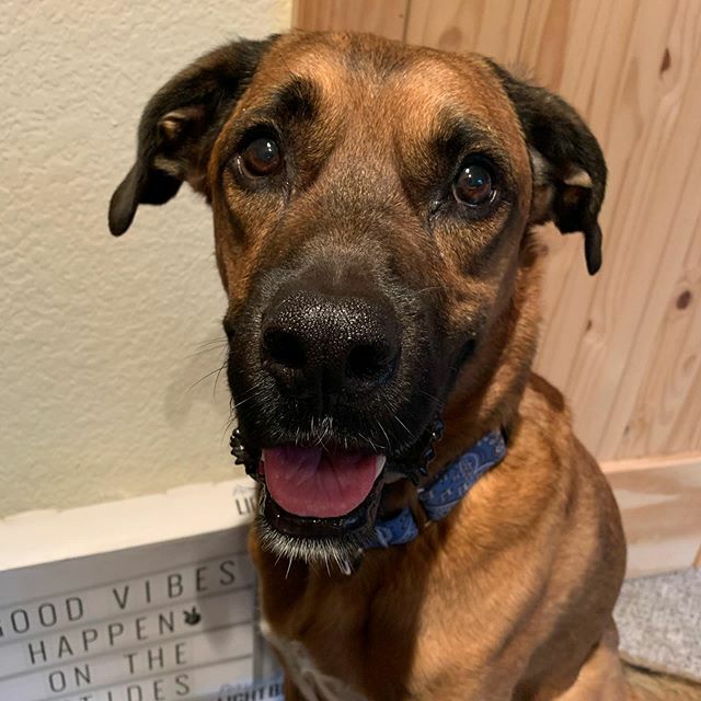lularoemelm's tweet photo. Mahm, I see you has the fewd. I too likes fewd. Pwease you share?! I luv you mahm. #mutt #muttsofig #muttsofinsta #muttsofinstagram #browndog #tonguesouttuesday https://t.co/mbZ3I5tl32 https://t.co/XC1vNLI7yM
