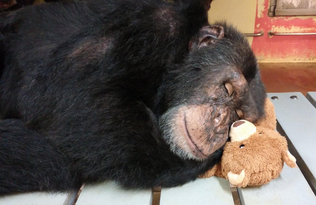 SaveTheChimps's tweet photo. Happy 22nd birthday to Capone! He loves napping, onions, oatmeal, and coconuts.
Get to know him: https://t.co/VeiyoLrD0d
#CaponeTheChimp #nap #sleep #onion #coconut #Capone #chimp #chimpanzee https://t.co/001YnG2tBh