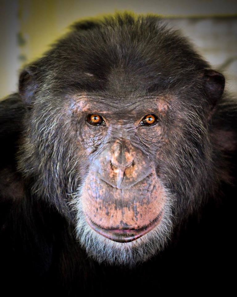 SaveTheChimps's tweet photo. Happy 22nd birthday to Capone! He loves napping, onions, oatmeal, and coconuts.
Get to know him: https://t.co/VeiyoLrD0d
#CaponeTheChimp #nap #sleep #onion #coconut #Capone #chimp #chimpanzee https://t.co/001YnG2tBh