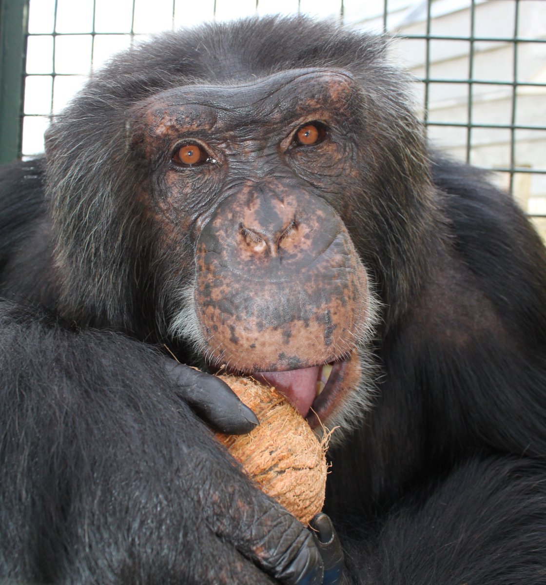 SaveTheChimps's tweet photo. Happy 22nd birthday to Capone! He loves napping, onions, oatmeal, and coconuts.
Get to know him: https://t.co/VeiyoLrD0d
#CaponeTheChimp #nap #sleep #onion #coconut #Capone #chimp #chimpanzee https://t.co/001YnG2tBh