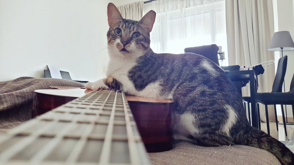 Bergi50847967's tweet photo. And here is the best composer assistant in the world. Quality control!
#MusicIsLife #musiccats #bergi #CuteCats https://t.co/s6q2Fj8YUT