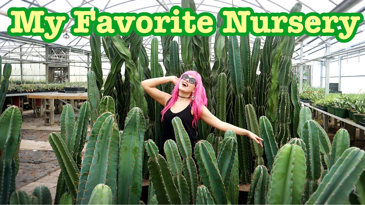 ElviraTaylor's tweet photo. https://t.co/UsZ0FZbELL #new #plant #plantbased #plantlady #plantlife #TuesdayMotivation #YouTube #newchannel #pinkhair #elvirataylor https://t.co/uhXJbrbC7d