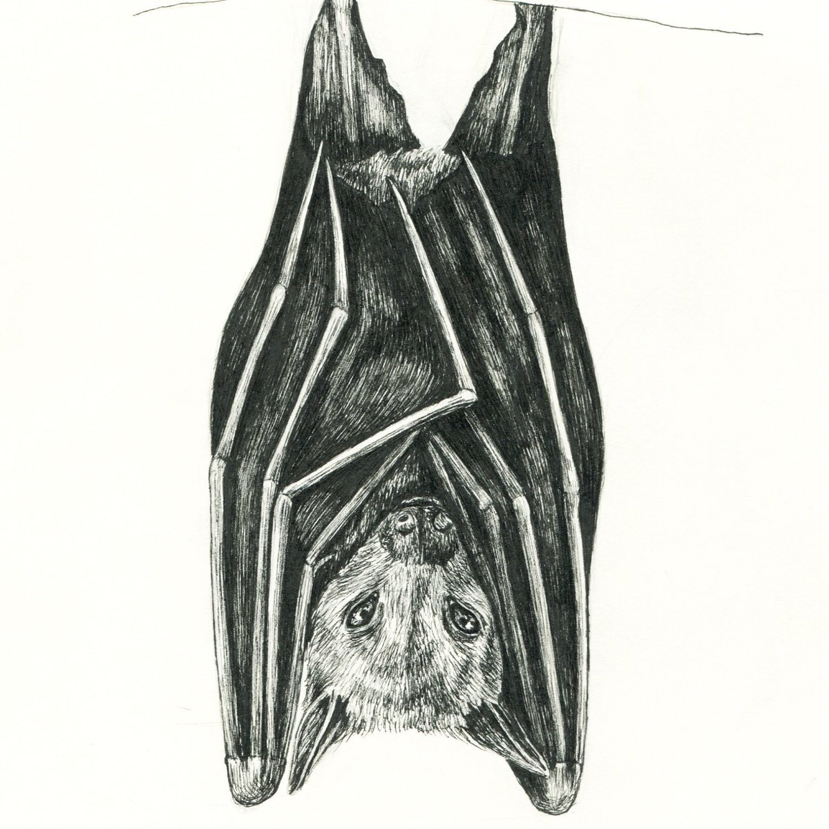 Ink October #1 'Skin' = bat wings
Following the #sciartink #sciartnow prompt this year! A lesser short nosed fruit bat!
 #bats #batillustration #sciart #illustration #scientificillustration  #scientificillustrator #inkoctober #naturalhistoryillustration #inkoctober2019