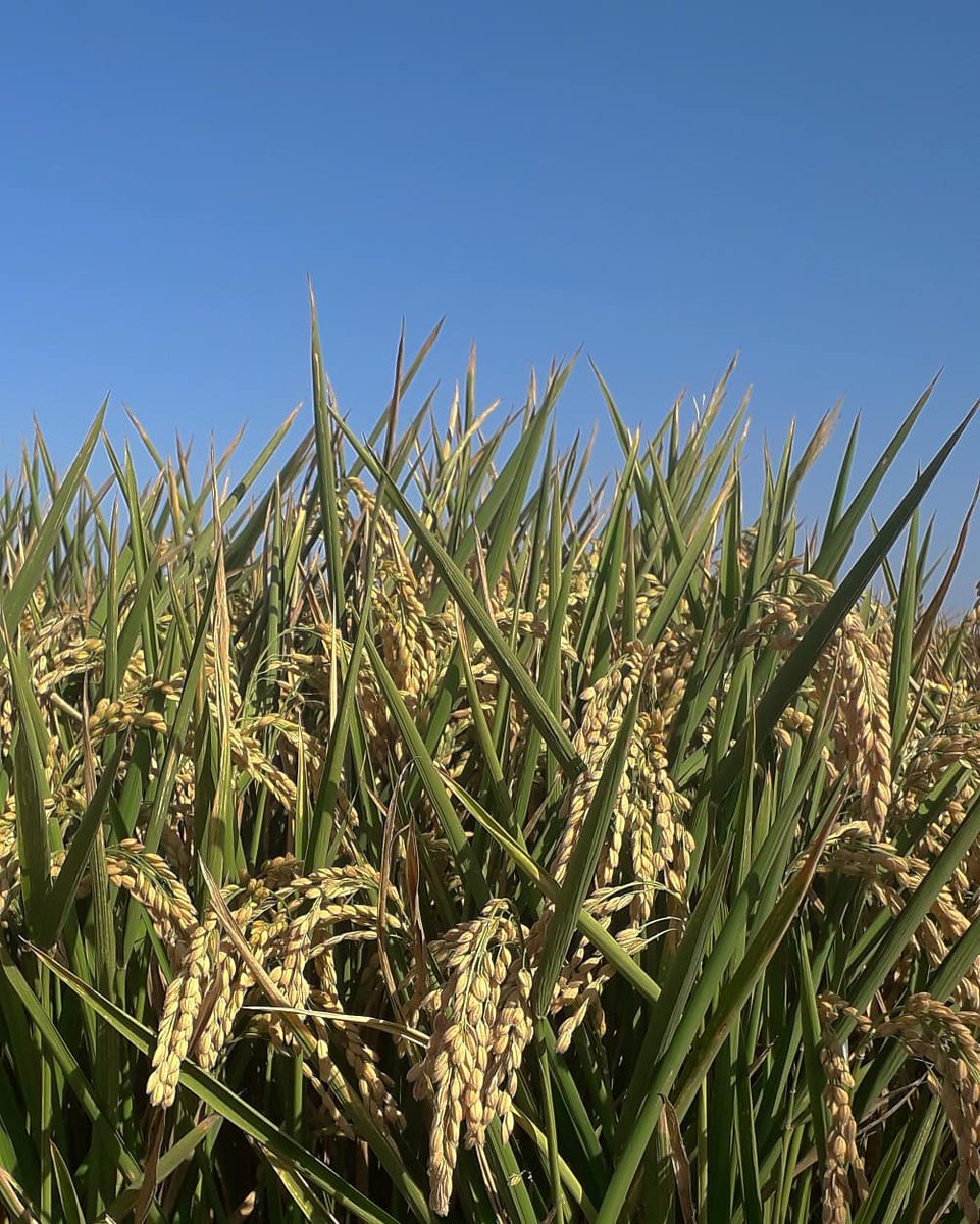 MRElectrique's tweet image. Dimarts de #marjalisme 💛🌾i de #Mareny 💙🌊