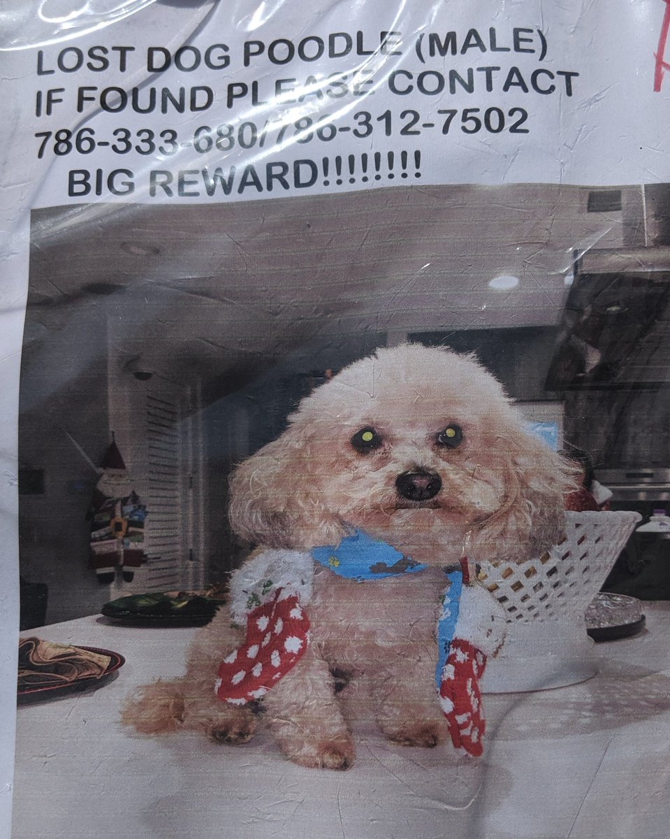 lost poodle near me