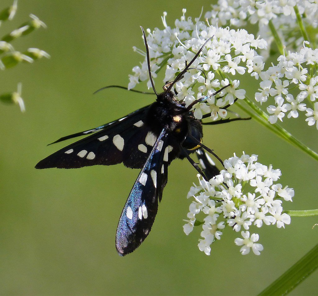 The Daily Moth (@moth_daily) / Posts / X