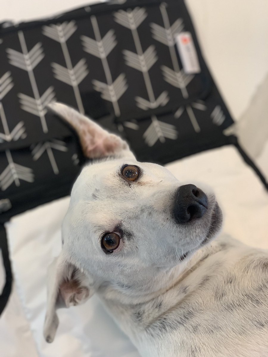 LightTravelr's tweet photo. Dogs love our travel changing mat too! #doglovers #lighttravelr #baby #babychanging #portabel https://t.co/sCwKLz15Rc