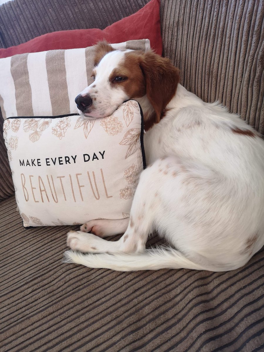 cyprus dog rescue and rehoming