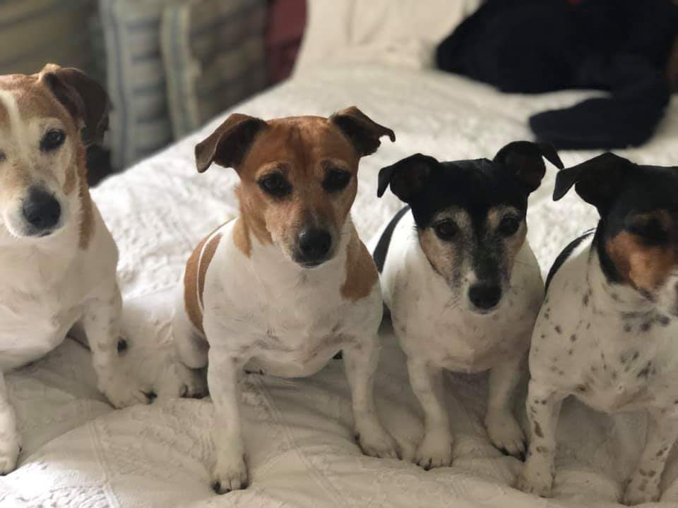 Just had a great review but great doggies too.

 Can't  believe we hadn’t used your wonderful service getting home before. Everything was made so easy and less stressful with car and 4 doggies with us. 👍🏼 Highly recommend.