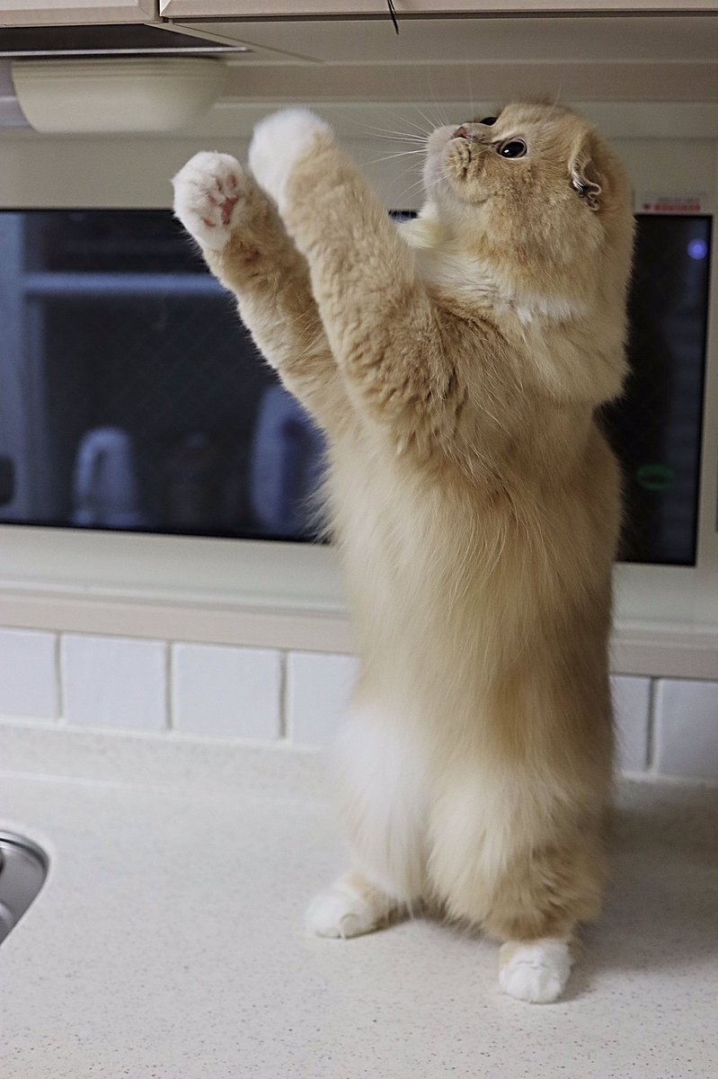 ミルクティーカラーのベルすずリンドール 白いおパンツ履いてお手伝い 白い猫の手貸してあげるにゃ 白いパンツ 靴下にゃんこ 猫の手 お貸しします 幸せにしてあげるわよ すずちゃん スコティッシュフォールド