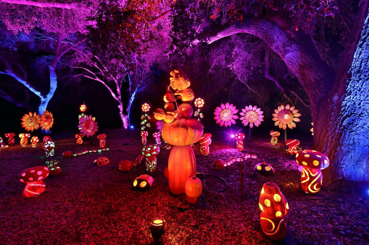 Nights of the Jack is an immersive Halloween themed Jack o’ Lantern experience for all ages! It features thousands of hand-carved and illuminated pumpkins on the sprawling grounds of the King Gillette Ranch in Calabasas 🎃

bit.ly/2nOrluy