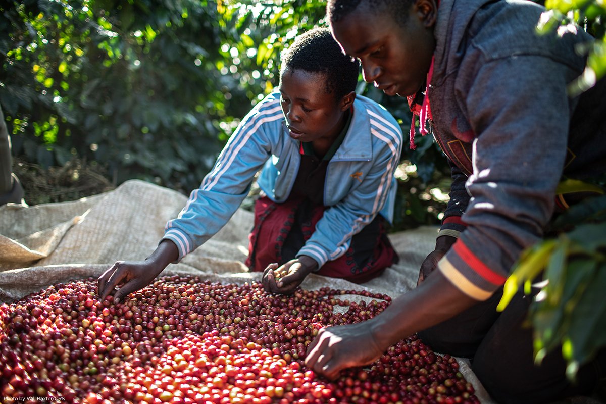 Эфиопия какая экономика. Килиманджаро кофейные плантации. Кофе Арабика Эфиопия плантации. Эфиопия кофейные плантации. Кофейная плантация Танзания.