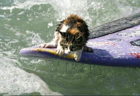 CatDaegu's tweet photo. hawaiian kitten surf 🏄☀🐚🐟 #bvs2 https://t.co/D9Kg8gPO2s