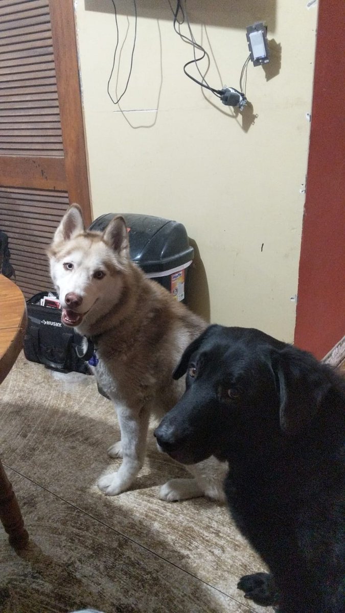 JrRico83's tweet photo. @ludo_rico @tashalej You monster letting your other dog out https://t.co/G4q8f2J2cG