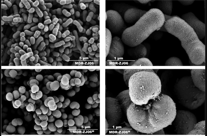 ASMicrobiology's tweet photo. Dual role of gnaA in antibiotic resistance and virulence in A. baumannii #AACJournal https://t.co/nvaZPThaaO https://t.co/EE6xXHRxY9